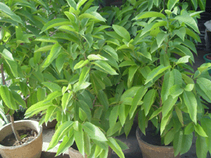 白玉蘭花--深圳市綠植盆花花木植物租擺