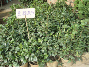 圖片說明:茶花花
上傳人:茶花花
上傳時間:2004/11/8