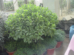 圖片說明:非洲紫茉莉花
上傳人:非洲紫茉莉花
上傳時間:2004/11/8