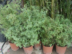 孔雀竹芋--深圳市綠植盆花花木植物租擺
