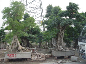 圖片說明:古樹盆景
上傳人:古樹盆景
上傳時間:2004/11/8