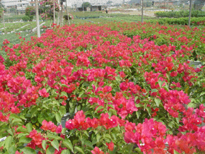 勒杜鵑花--深圳市苗木綠植租擺