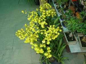 跳舞蘭--深圳市盆花綠植花卉植物花木租擺