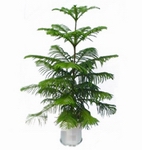 南洋松--深圳市花木綠植租擺
