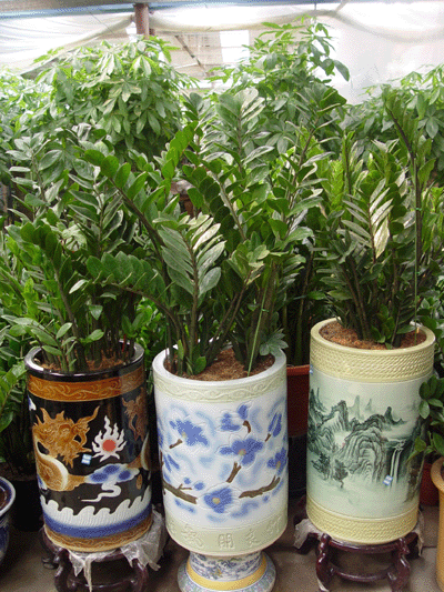 金錢樹--深圳市盆花植物花木綠植租擺