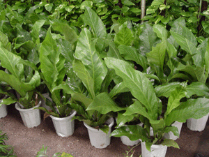 觀音花炷--深圳市植物綠植花木租擺