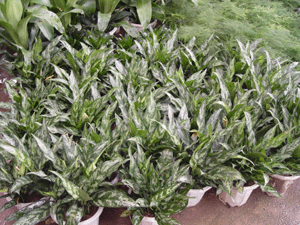 黑美人--深圳市花木植物綠植盆花租擺