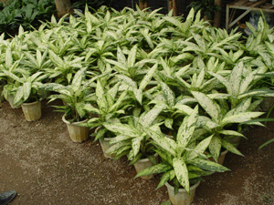 黃金寶玉--深圳市花木植物盆花綠植租擺