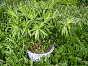 金邊百合竹--深圳市花木植物綠植盆花租擺
