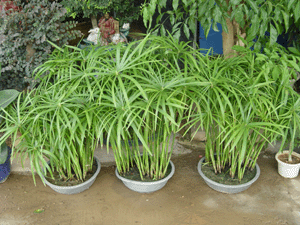 水竹--深圳市花木植物綠植盆花租擺