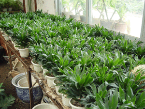 太陽神--深圳市花木植物綠植盆花租擺