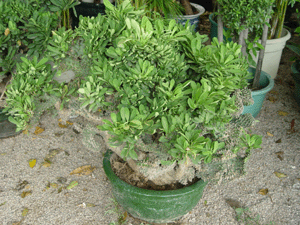 玉麒麟--深圳市花木植物綠植盆花租擺