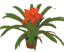 鴻運(yùn)當(dāng)頭--深圳市綠植花木租擺