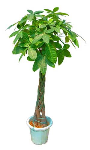 發(fā)財(cái)樹--綠植植物租擺