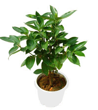 肉桂--深圳市花卉植物花木盆花綠植租擺