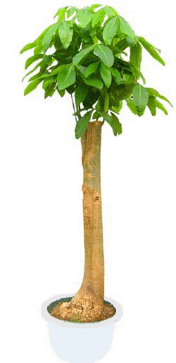 單桿發(fā)財(cái)樹--深圳市綠植植物租擺
